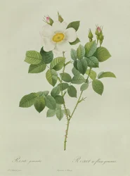 Rosa Geminata
